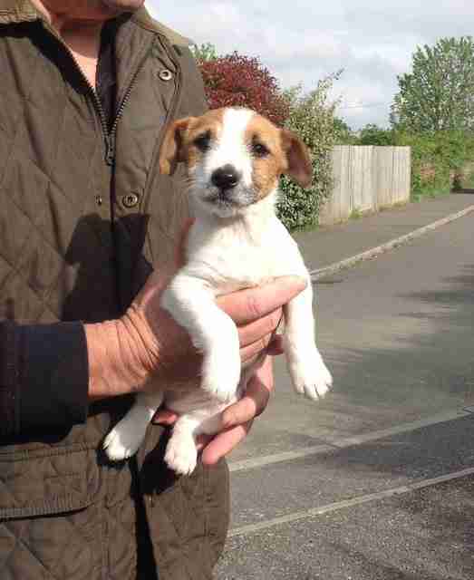 Posts by Pupsneedinghomes East Sussex Dogs for Adoption & Rescue Page 26