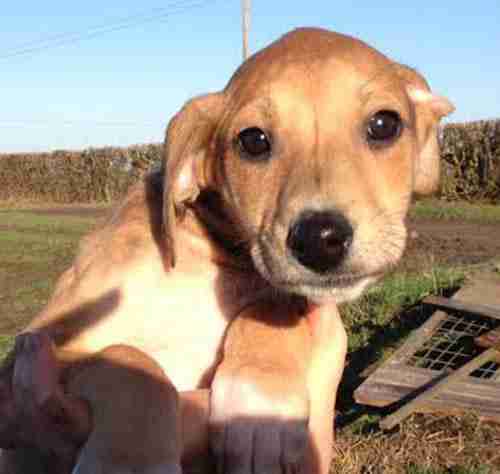 Search Results For Se Dogs For Adoption Rescue Dogsblog Com