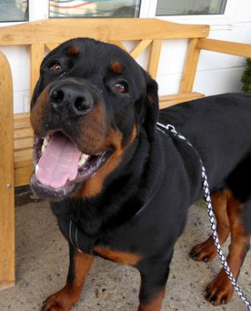 large rottweiler teddy