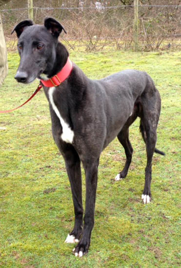 Posts By Kerry Greyhounds Uk 