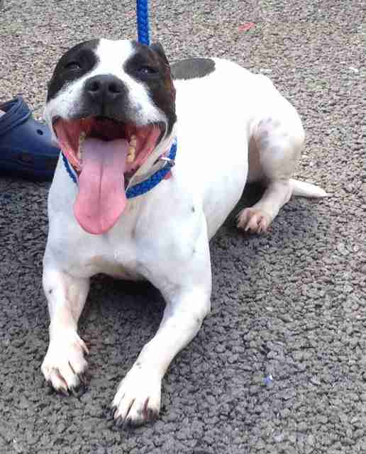 Little Princess 45 year old female Staffordshire Bull Terrier cross Jack Russell Terrier dog