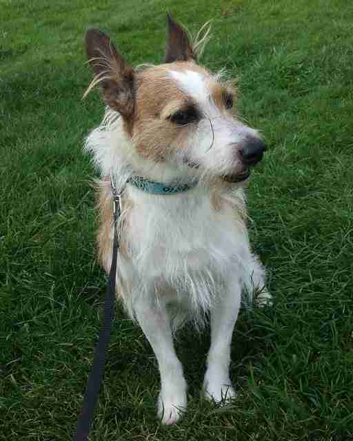 Posts by Canine Welfare Rescue Centre Suffolk Dogs for Adoption