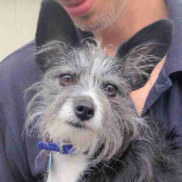 Posts by Mayhew Animal Home Dogs for Adoption & Rescue