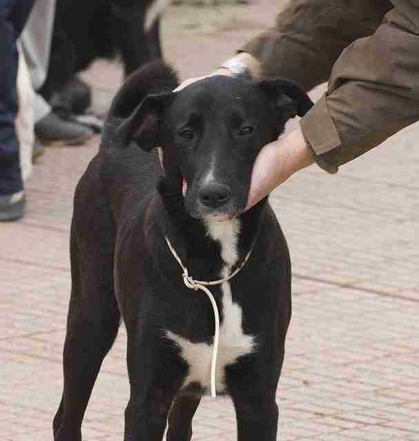 Posts by Spanish Stray Dogs UK (SSDUK) Dogs for Adoption & Rescue