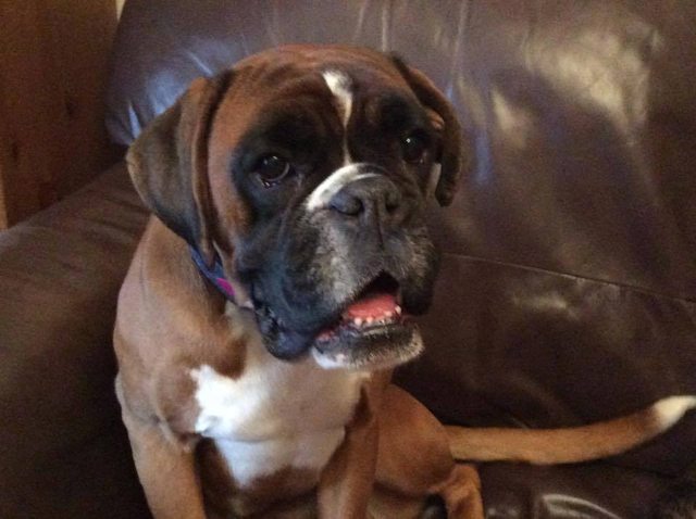 dizzy-1-2-year-old-female-boxer-dog-for-adoption