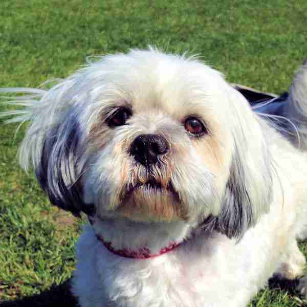 Pepsi 4 year old female Lhasa Apso dog for adoption