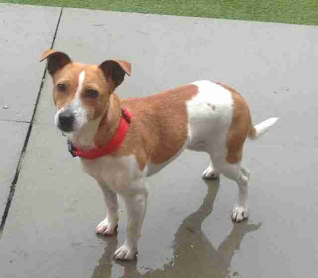 Pepper 1 year old female Miniature Jack Russell Terrier dog for adoption
