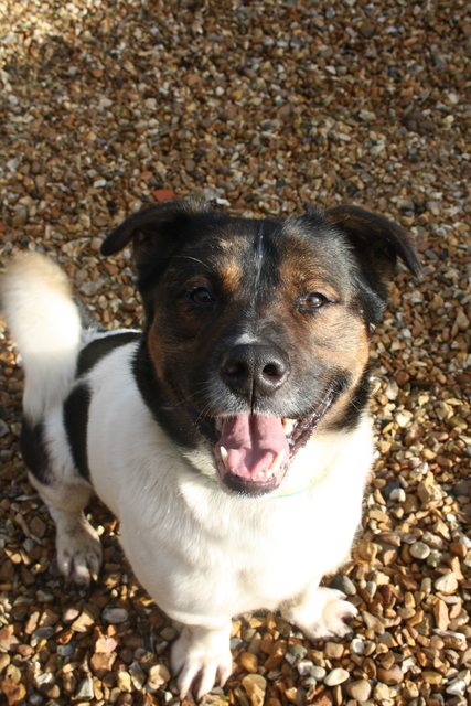 Jack – 2 year old male Akita cross Basset Hound dog for adoption