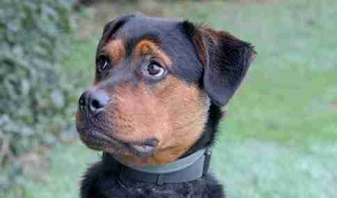 Poppy – 1 year old female Rottweiler dog for adoption