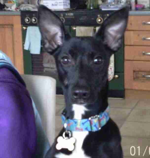 Posts by Lozzas Lurcher Rescue Hertfordshire Dogs for Adoption