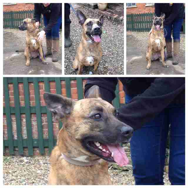 Posts by The Animal Rescue Charity Hertfordshire Dogs for Adoption