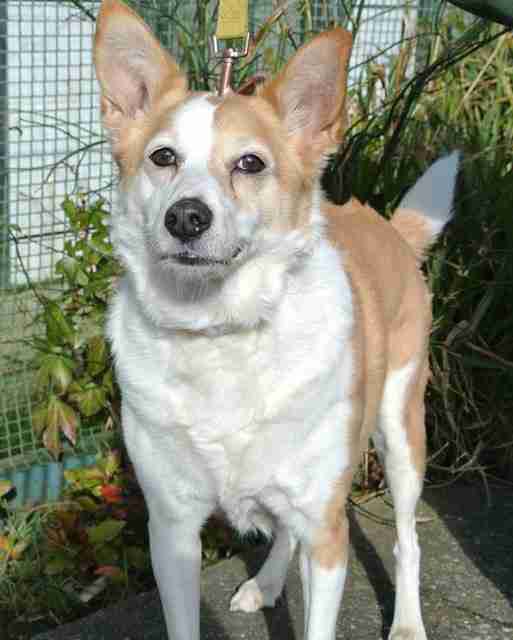 Lassie – 8 year old female Collie cross Corgi dog for adoption