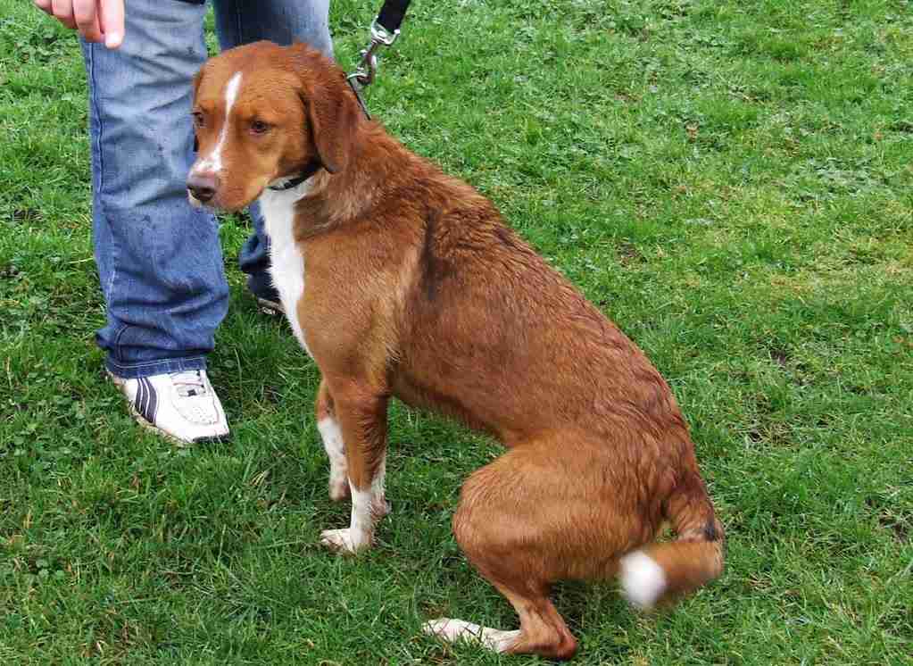 Rizla dog for adoption