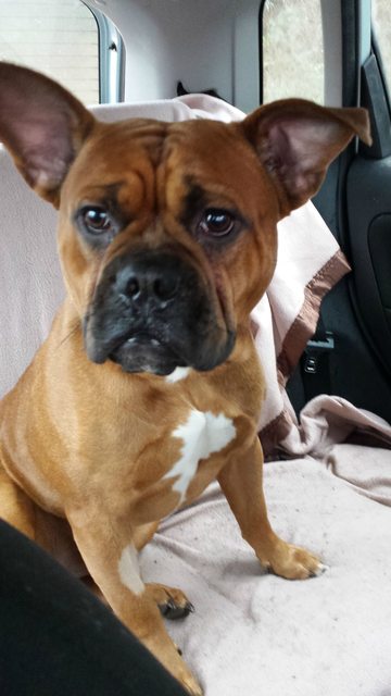 french bulldog rescue ma