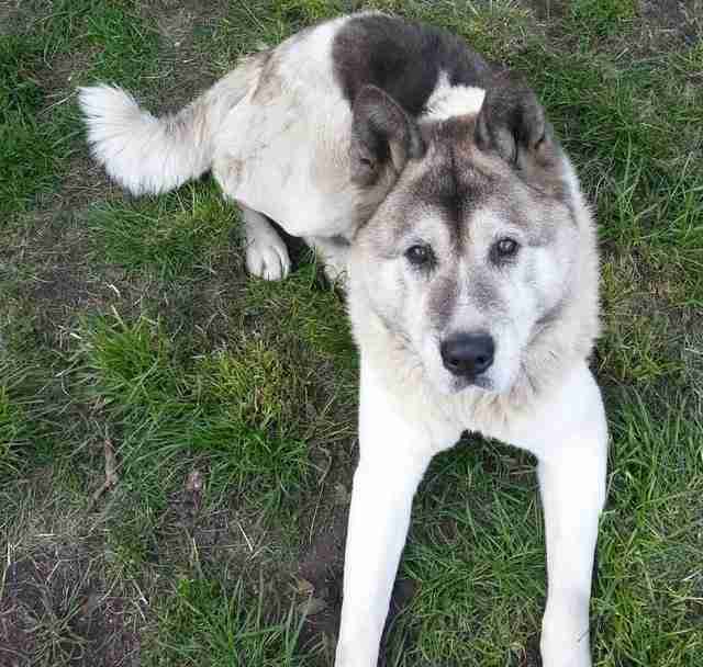 Posts by Friends of Akitas Trust UK Dogs for Adoption & Rescue