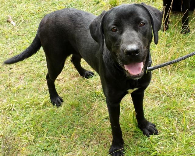 Bella 1 year old female Labrador dog for adoption