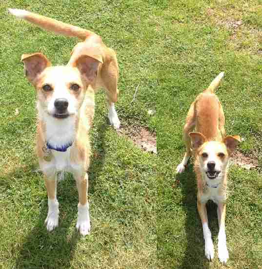 Posts by RSPCA Suffolk East and Ipswich Branch | Dogs for Adoption