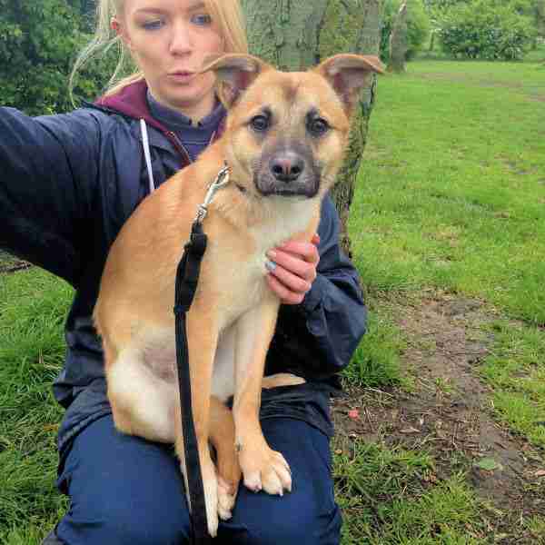 Posts by Mayhew Animal Home Dogs for Adoption & Rescue