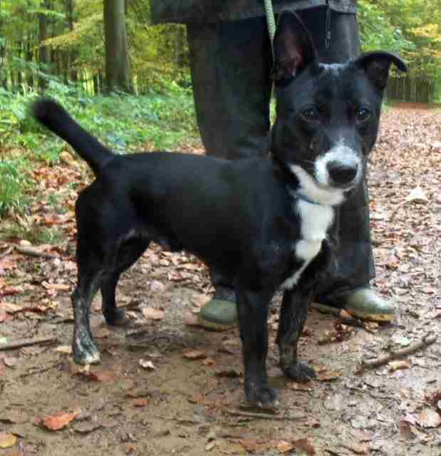 Posts by Animal Helpline Dog Rescue Peterborough Dogs for Adoption