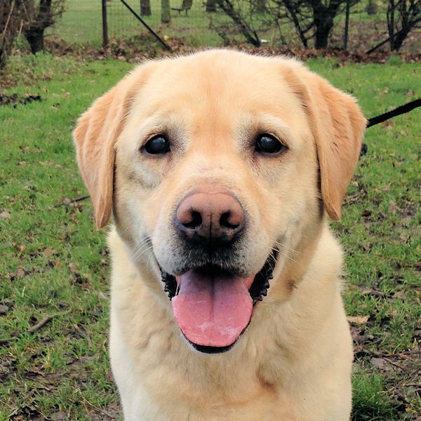 Pepsi – 8 Year Old Female Labrador Dog For Adoption