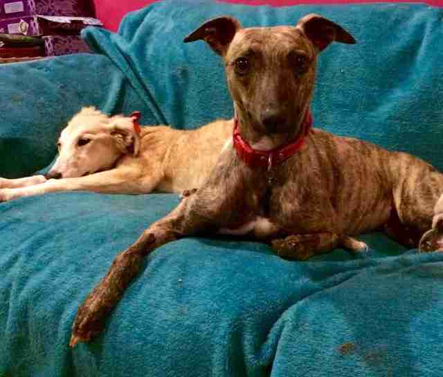 Indy 18 month old female Whippet dog for adoption