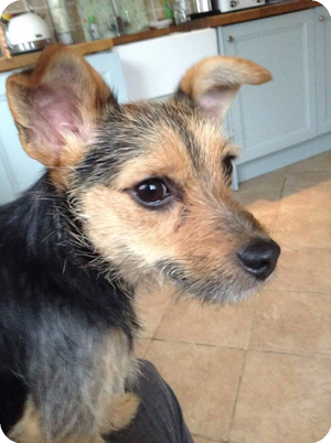 Posts By Jack Russell Terrier Rescue Uk 