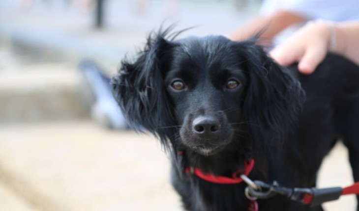 doxie cocker spaniel mix doxie cocker spaniel mix