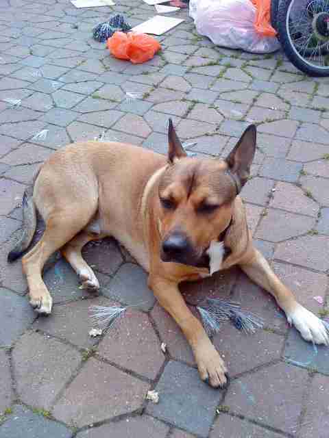 Theo – 1 year old male Staffordshire Bull Terrier cross German Shepherd ...