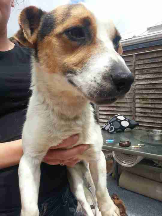 Posts by Dorset & Somerset Dog Rescue Dogs for Adoption & Rescue