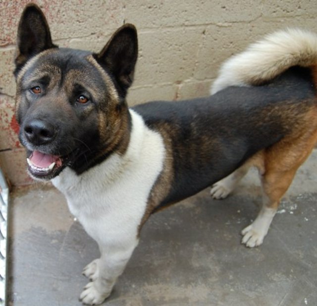 Jack – 4 year old male Japanese Akita dog for adoption