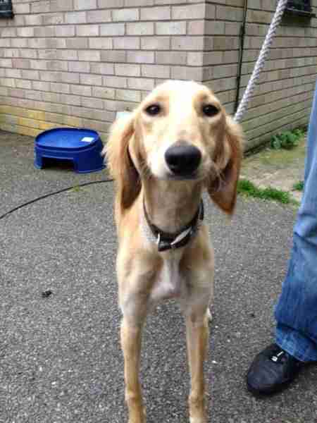 Naomi 10 12 Month Old Female Saluki Available For Adoption