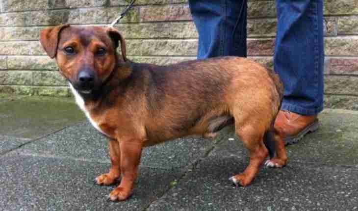 Dogsblog Cat Friendly Dog Friendly Dogsblog Cat Friendly Dog Friendly