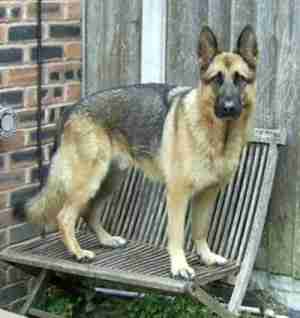 Posts by West Yorkshire Dog Rescue | Dogs for Adoption ...