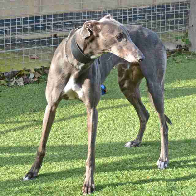 Blue 4 year old male Greyhound dog for adoption