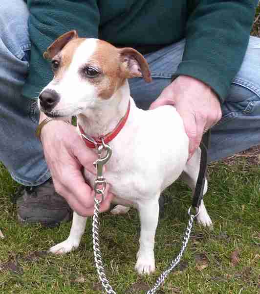 Lola 7 year old female Jack Russell Terrier dog for adoption