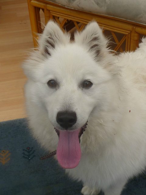 snowball-7-month-old-male-japanese-spitz-dog-for-adoption