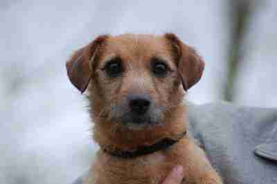 Fudge 18 24 Month Old Male Dachshund Cross Jack Russell Terrier