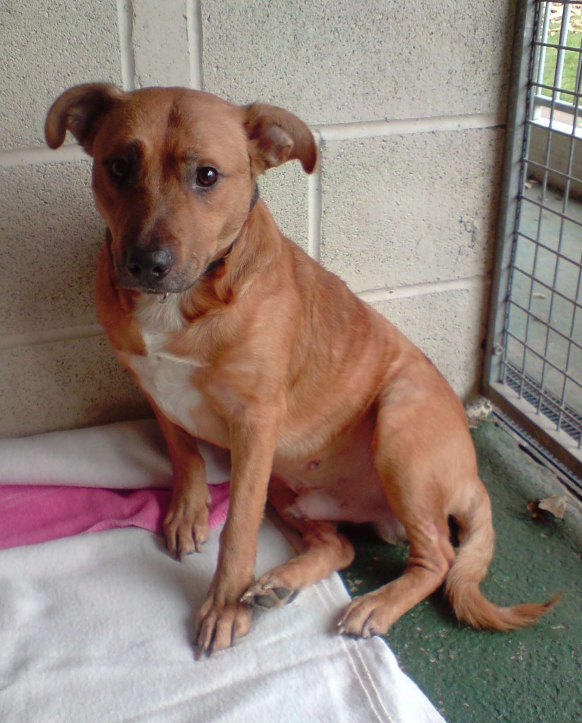 posts-by-rspca-manchester-and-salford-branch-dogs-for-adoption