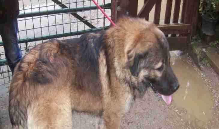 Ivan 15 month old male Leonberger cross German Shepherd