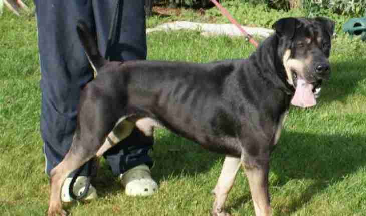 Pud 2 Year Old Male Shar Pei Dog For Adoption Pud Is A 2 Year Old Shar Pei Cross If You Have Read Bella S Thread Will Know That Brother Has Been With Us Since October 2010 And
