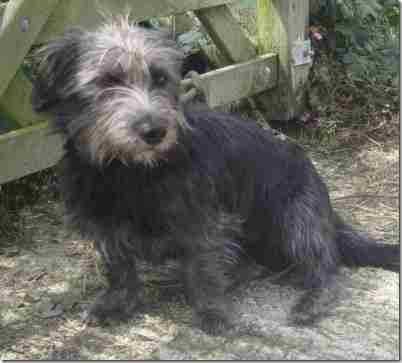 Magnus - 1 year old male Dandie Dinmont Terrier cross ...