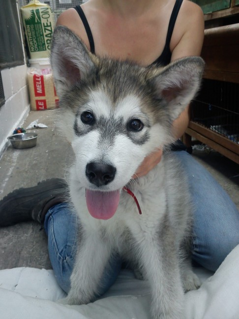 malamute teddy bear