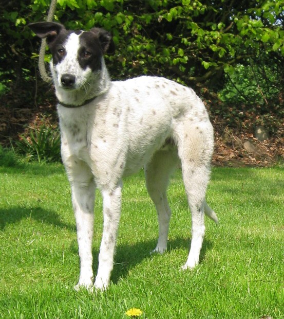 Baxter – 10-12 Month Old Male Border Collie Cross Lurcher Dog For Adoption