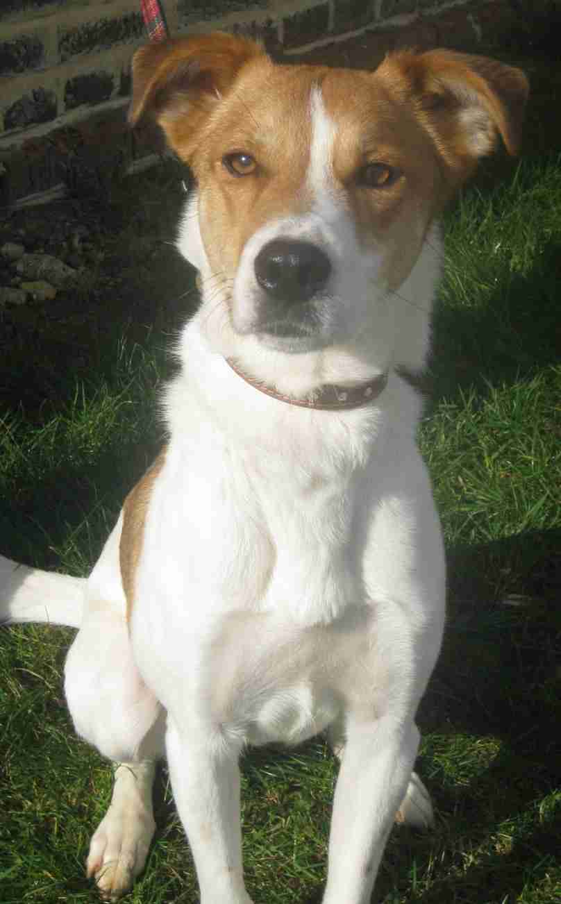 Posts by Dogs Trust West Calder | Dogs for Adoption & Rescue - DogsBlog