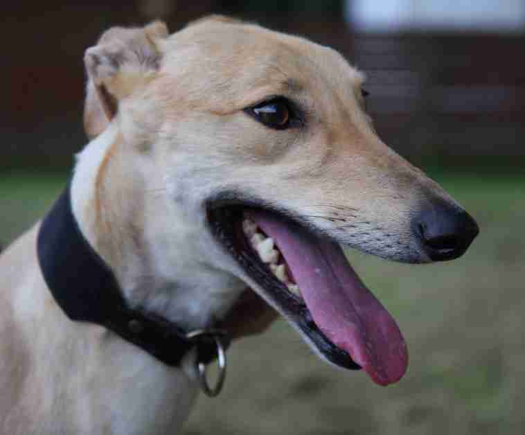 Posts by Greyhound Rescue Fife Dogs for Adoption & Rescue