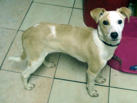 Juna - 5 month old female Labrador cross Lurcher dog for ...