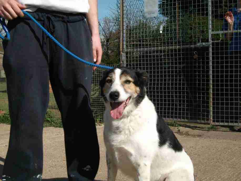 Posts by Danemere Animal Rescue Worcestershire Dogs for Adoption