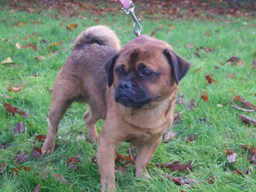 Pugsley – 4 year old male Pug cross Border Terrier dog for adoption