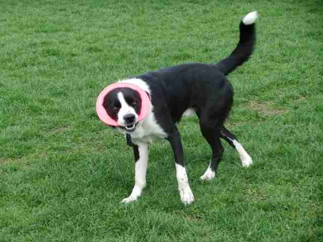 Scooby – 2 year old male Border Collie Cross dog for adoption Scooby – 2 year old male Border Collie Cross dog for adoption