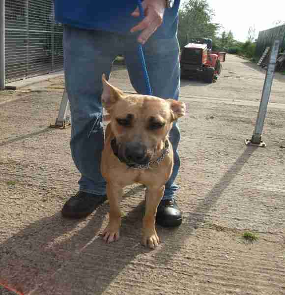 Posts by Danemere Animal Rescue Worcestershire Dogs for Adoption